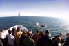 San Diego Whale Watching aboard Hornblower Cruises