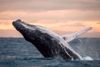 Whale Watching by Hornblower Cruises