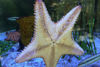 Florida Starfish